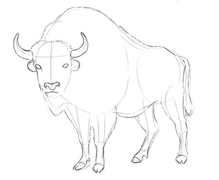 Бык поэтапное рисование для детей