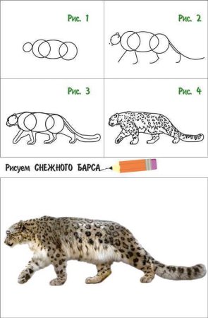 Как нарисовать снежного Барса