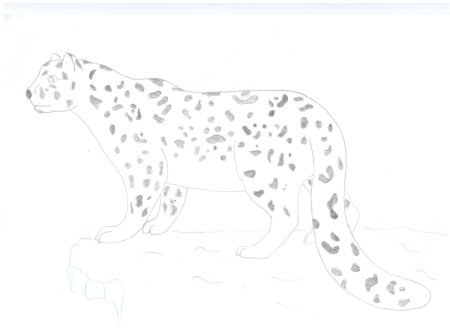 Снежный Барс рисунок для детей