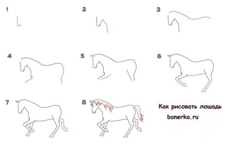 Поэтапное рисование лошади