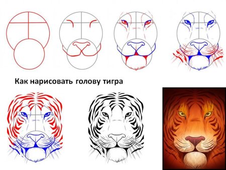 Тигр поэтапно