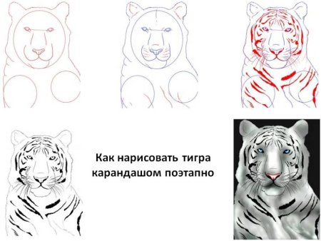 Рисунок тигра карандашом для детей
