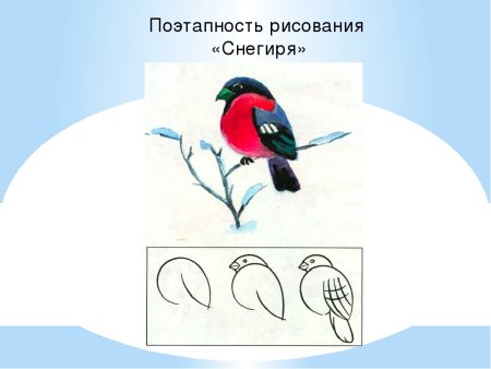 Поэтапное рисование снегиря на ветке