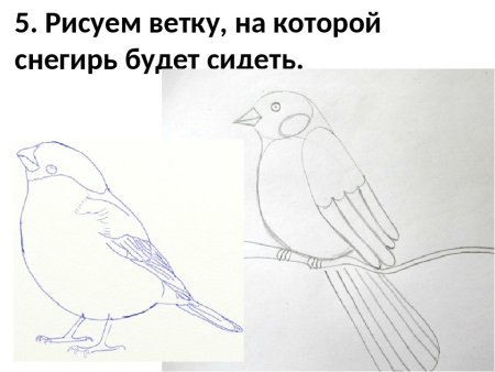 Схема рисования снегиря