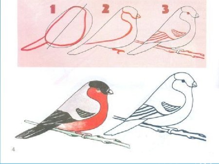 Снегирь пошаговое рисование