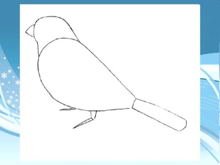 Этапы рисования снегиря