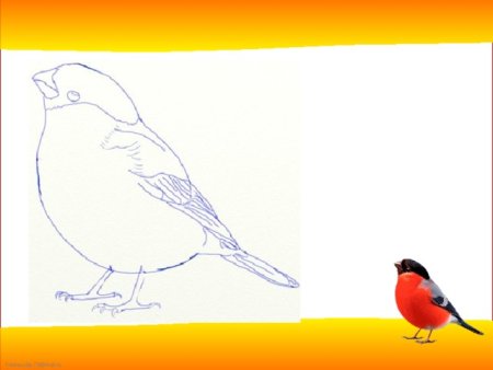Рисование птицы Снегирь 2 класс поэтапное рисование