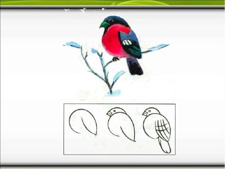 Пошаговое рисование снегир