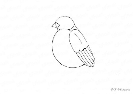 Поэтапное рисование снегиря