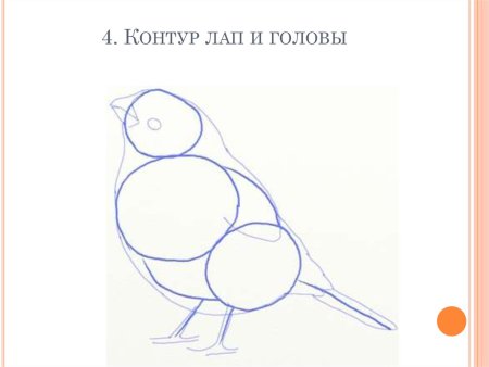 Поэтапное рисование снегиря 2 класс