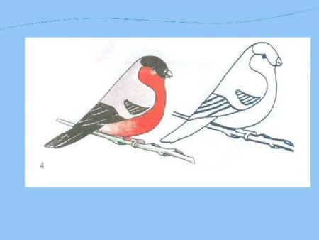 Этапы рисования снегиря