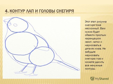 Снегирь пошаговое рисование