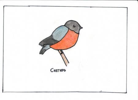 Птиц Снегирь для рисования