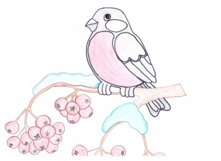 Рисование синицы поэтапно для детей