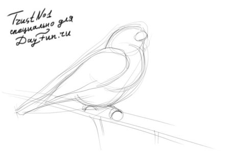 Снегирь рисунок