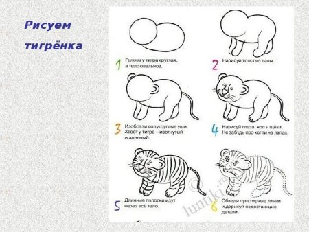 Этапы рисования тигренка