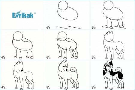 Поэтапный рисунок собаки