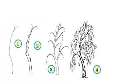 Поэтапное рисование дерева