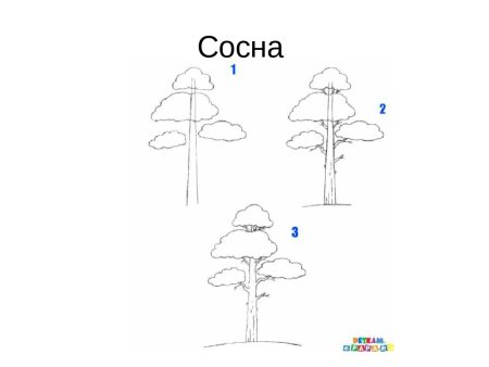 Этапы рисования дерева в старшей группе