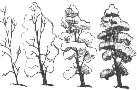 Этапы рисования дерева