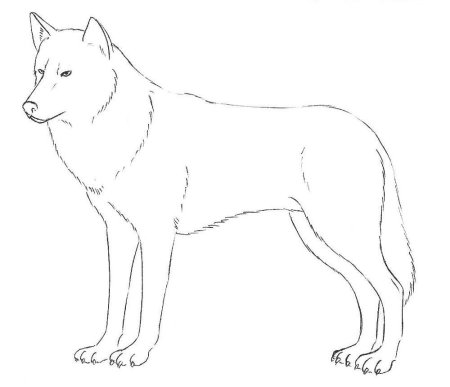 Нарисовать морду волка