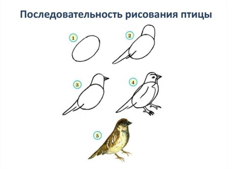 Синичка сбоку рисование