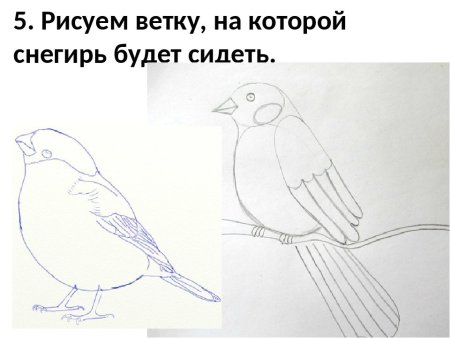 Этапы рисования снегиря