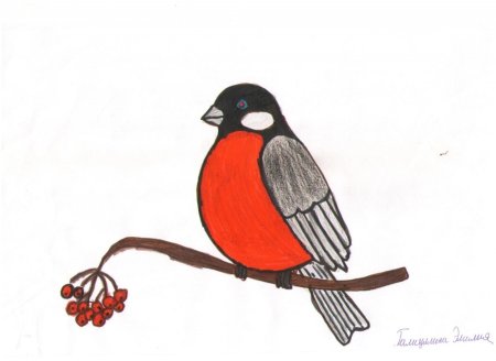 Снегирь рисунок для детей