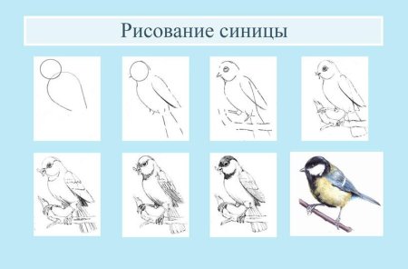 Пошаговый рисунок синицы
