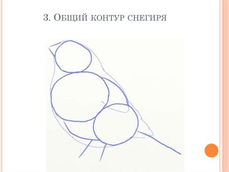 Поэтапный рисунок птицы для детей