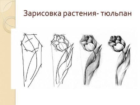 Как нарисовать кувшинку поэтапно