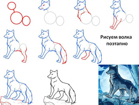 Поэтапное рисование волка