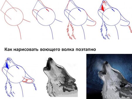 Как рисовать волка