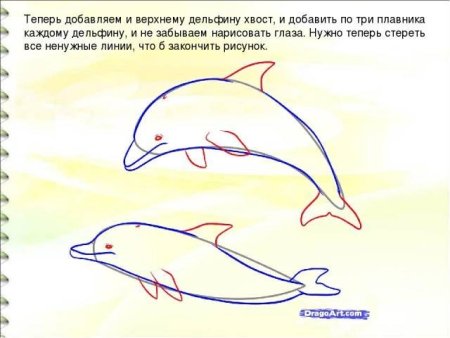 Поэтапное рисование дельфина