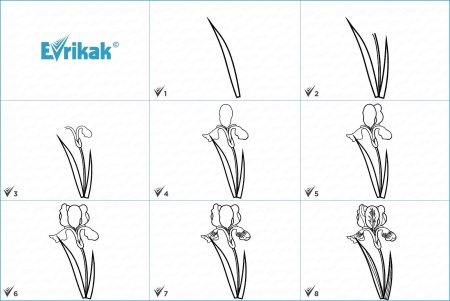Поэтапное рисование нарцисса