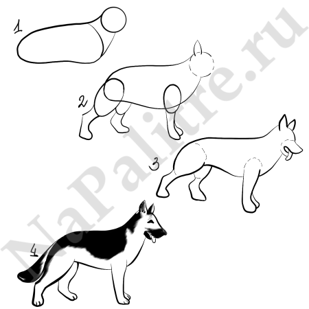 Как рисовать собаку? Рисунок немецкой овчарки карандашом.