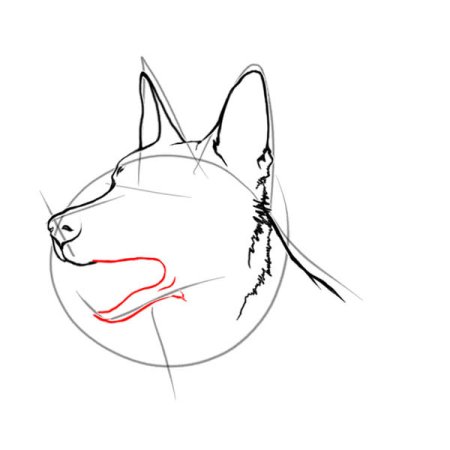 Овчарка карандашом для начинающих