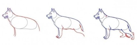 Поэтапное рисование немецкой овчарки