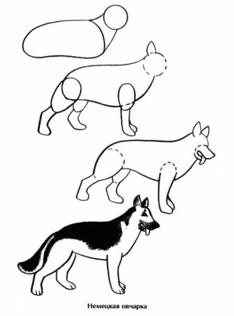 Раскраска собака овчарка