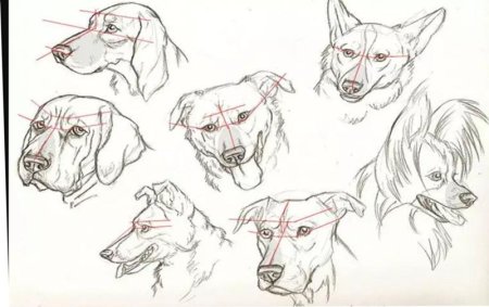 Морда овчарки сбоку рисунок