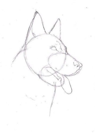 Рисование волка пошагово