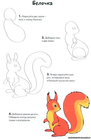 Как нарисовать белка для детей поэтапно