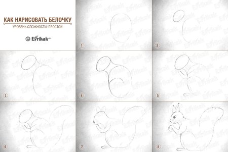 Рисование белка в старшей группе