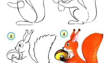 Поэтапное рисование белочки