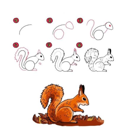 Белка поэтапное рисование для детей