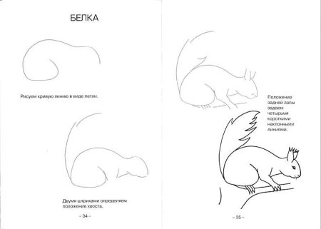 Поэтапное рисование белки
