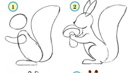 Этапы рисования белочки