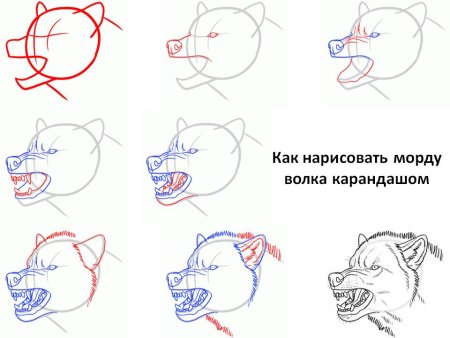 Серый волк нарисовать