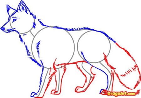 Нарисовать морду волка ребенку поэтапно