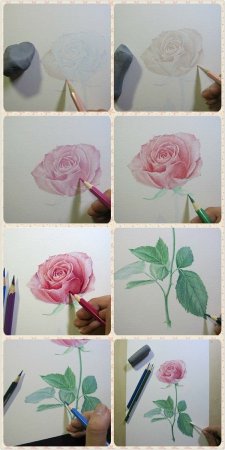 Схемы рисования цветов акварелью